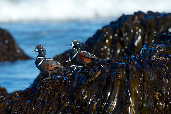 Harlequin Duck