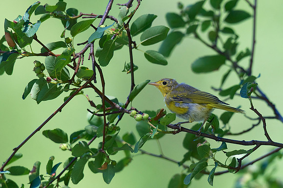 Yellow Warbler
