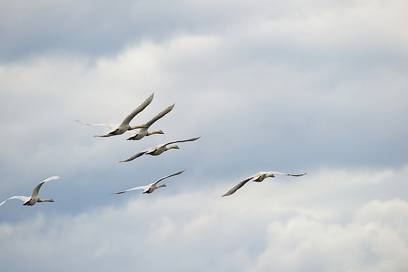 Mute Swan