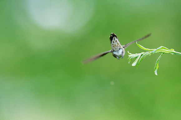 Anna's Hummingbird