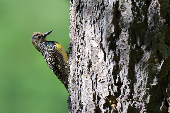 Williamson's Sapsucker (female)