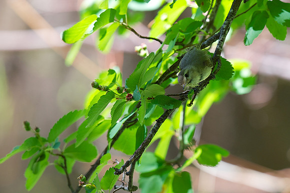 Warbling Vireo