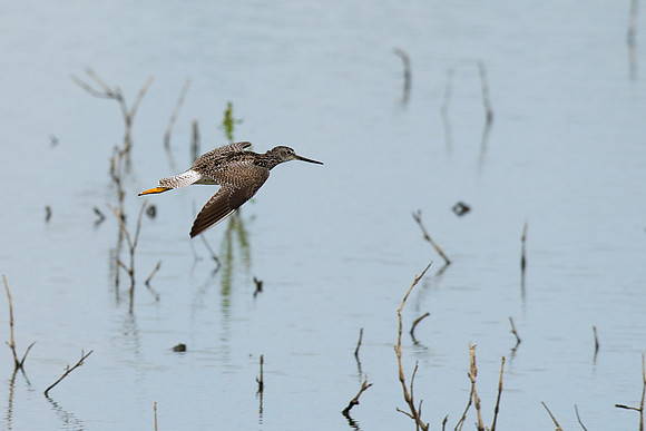 Greater Yellowlegs