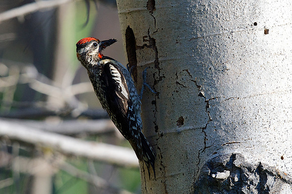 Red-naped Sapsucker