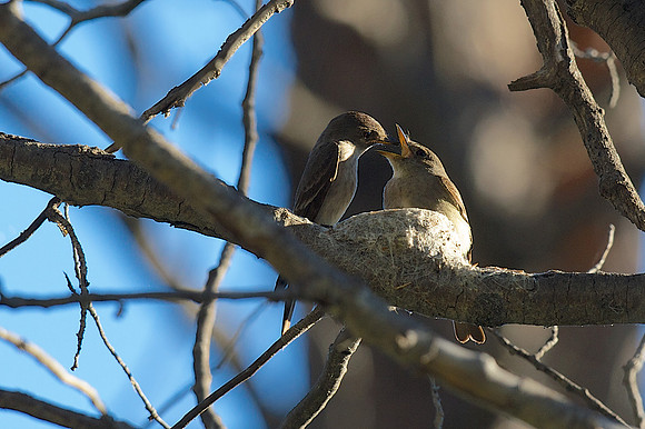 Western Wood-Pewee