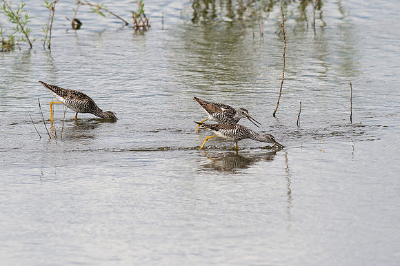 Greater Yellowlegs