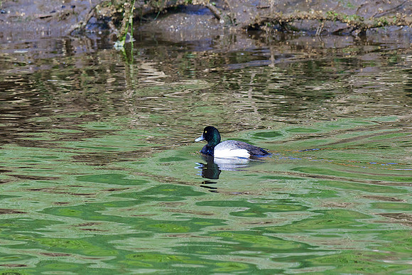 Greater Scaup