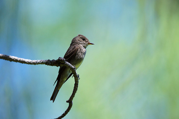 Western Wood-Pewee
