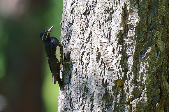 Williamson's Sapsucker