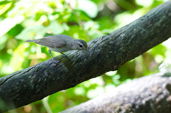 Warbling Vireo