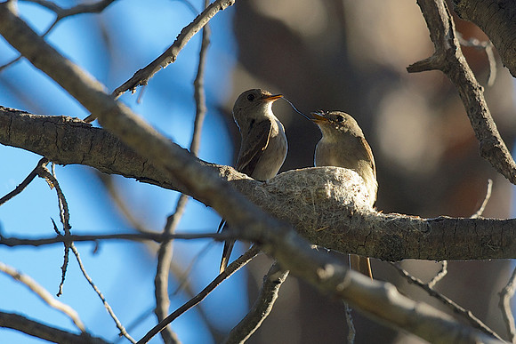 Western Wood-Pewee