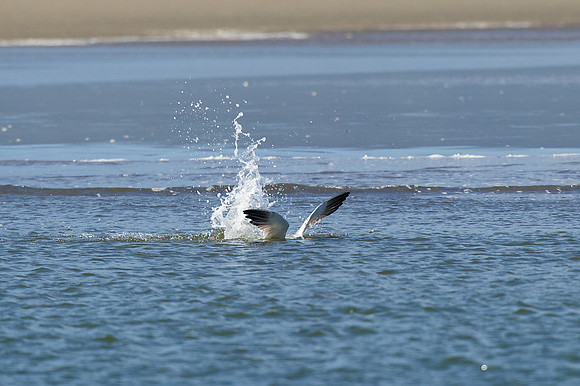 Caspian Tern