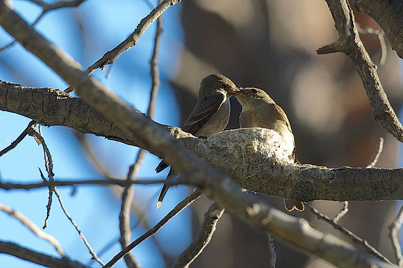 Western Wood-Pewee