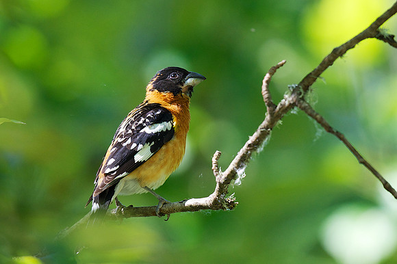 Black-headed Grosbeak