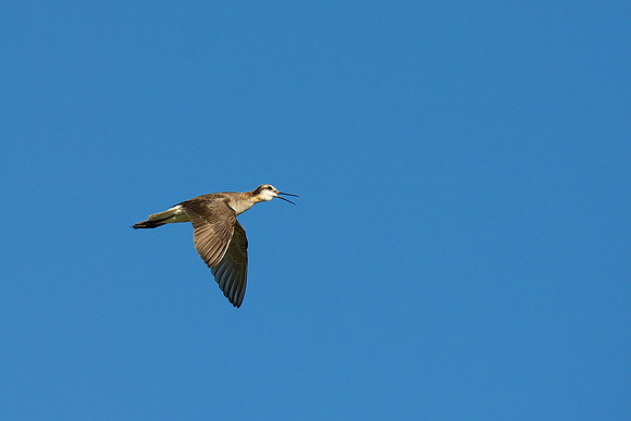 Wilson's Phalarope