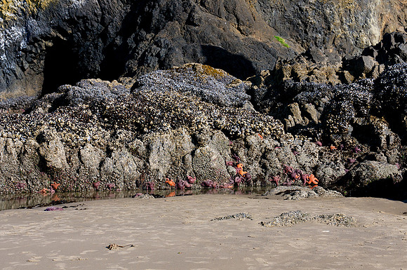 Foot of Haystack Rock