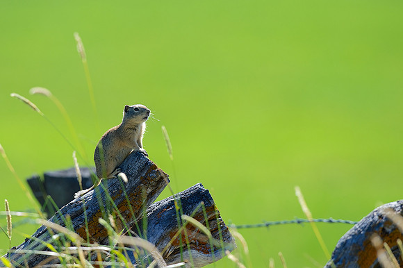 Prairie Dog