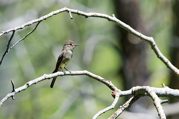 Western Wood-Pewee