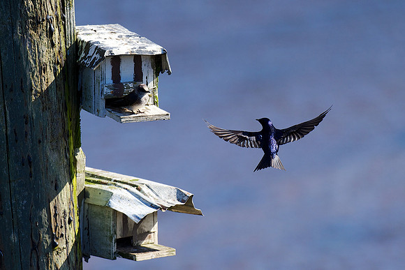 Purple Martin