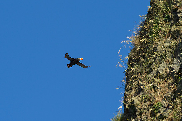 Tufted Puffin
