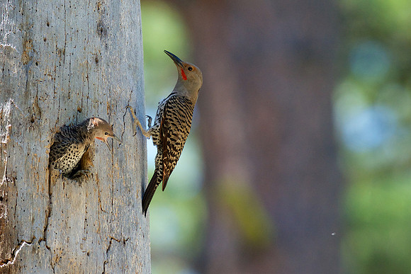 Northern Flicker