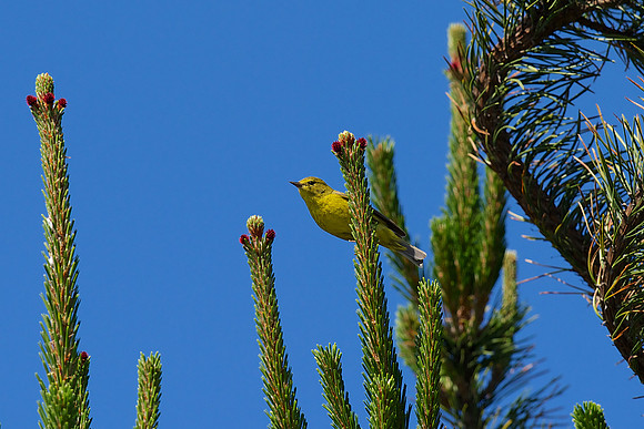 Orange-crowned Warbler