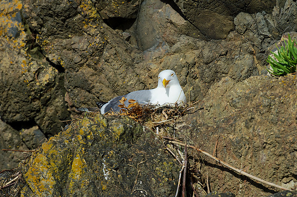 Western Gull