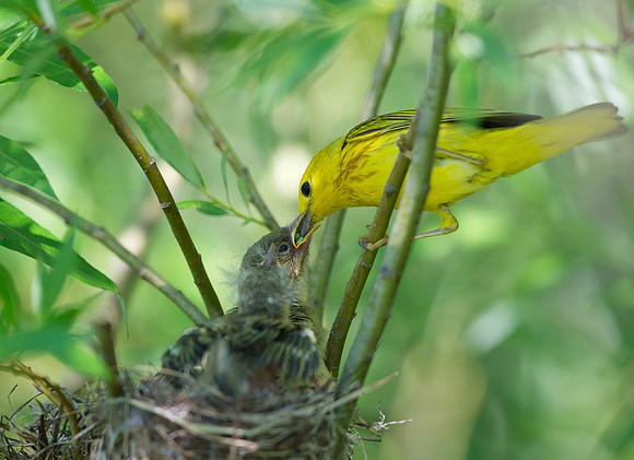 Yellow Warbler