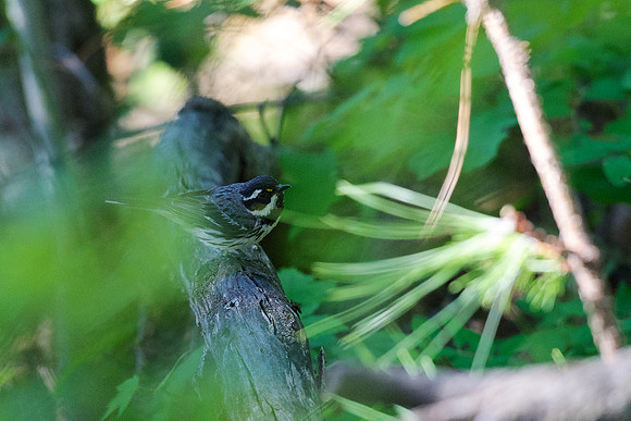 Black-throated Gray Warbler