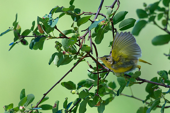 Yellow Warbler