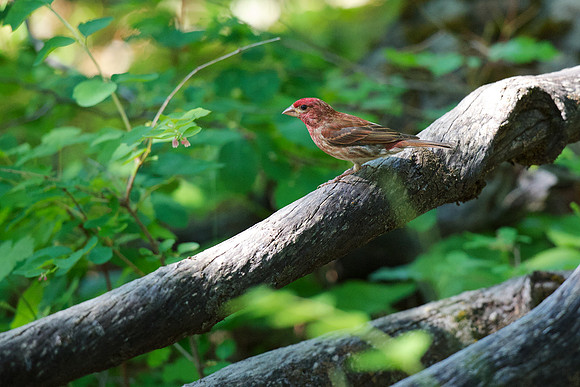 Purple Finch