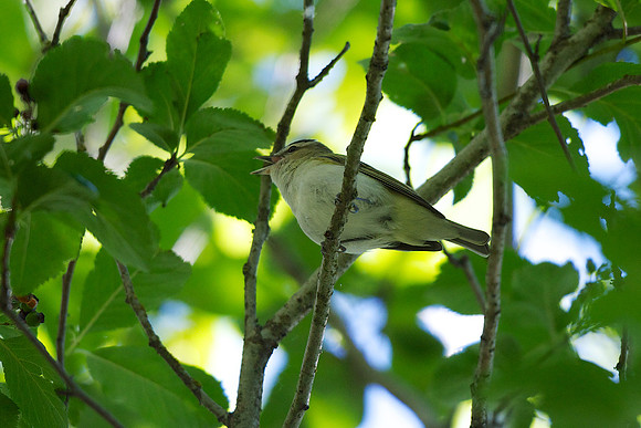 Red-eyed Vireo
