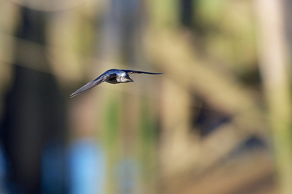 Purple Martin