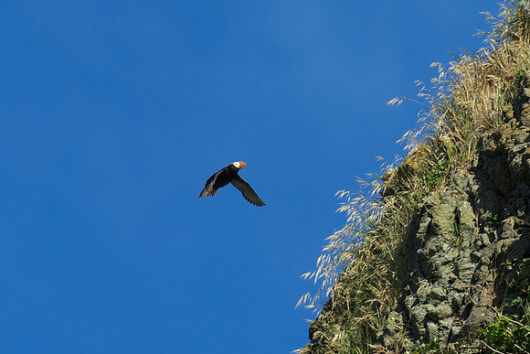 Tufted Puffin