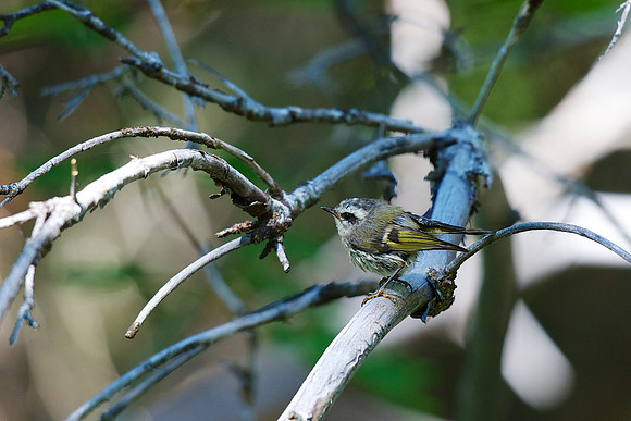 Golden-crowned Kinglet