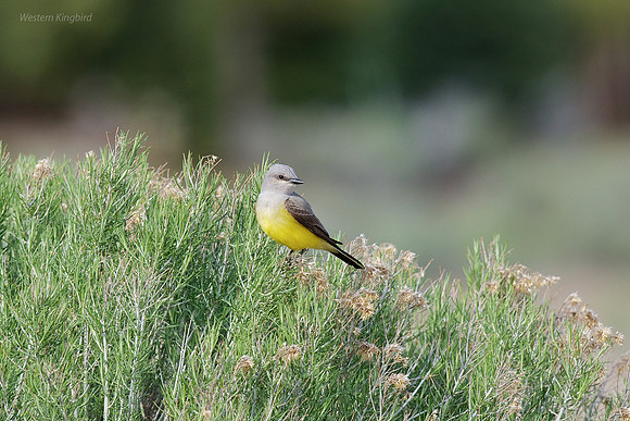 Western Kingbird