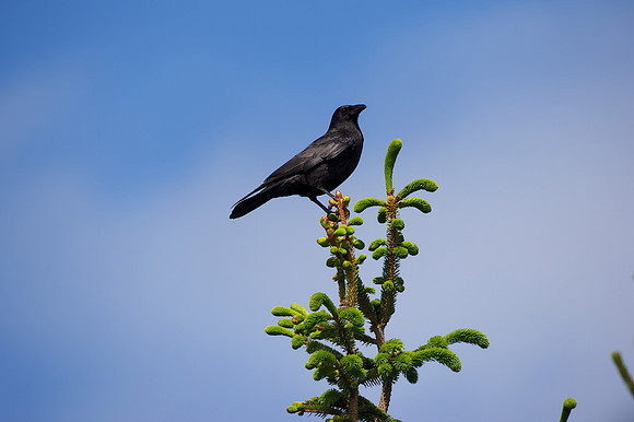 American Crow