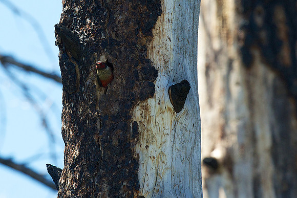 Lewis's Woodpecker