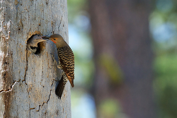 Northern Flicker