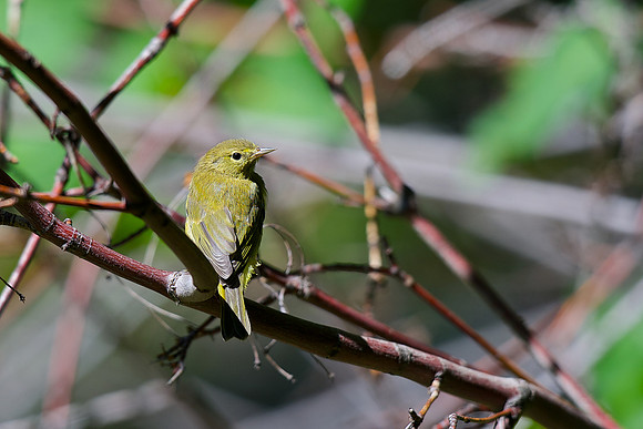 Orange-crowned Warbler