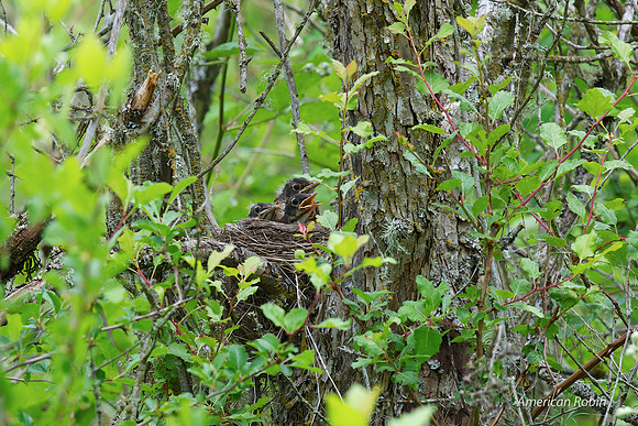 American Robin