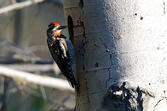 Red-naped Sapsucker