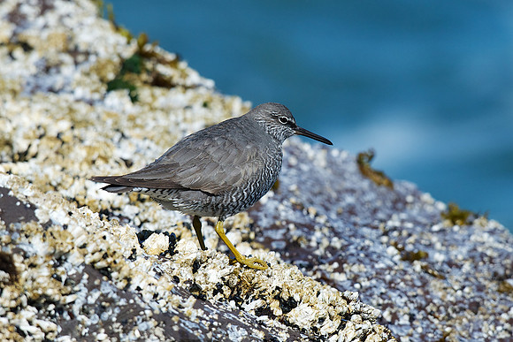 Wandering Tattler