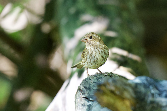 Cassin's Finch
