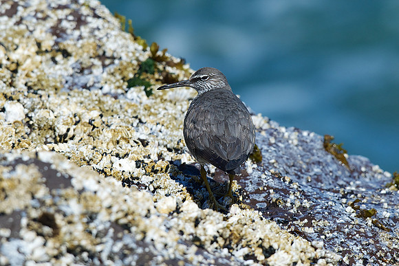 Wandering Tattler
