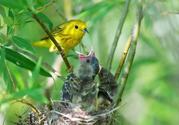 Yellow Warbler