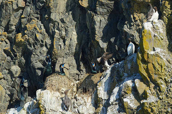 Brandt's Cormorant