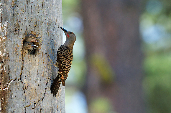 Northern Flicker