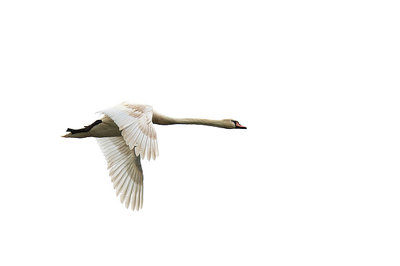 Mute Swan