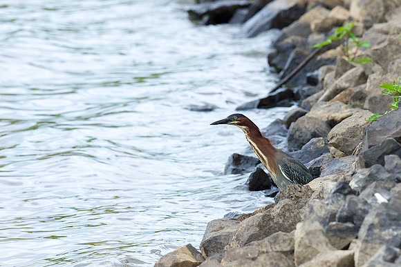 Green Heron